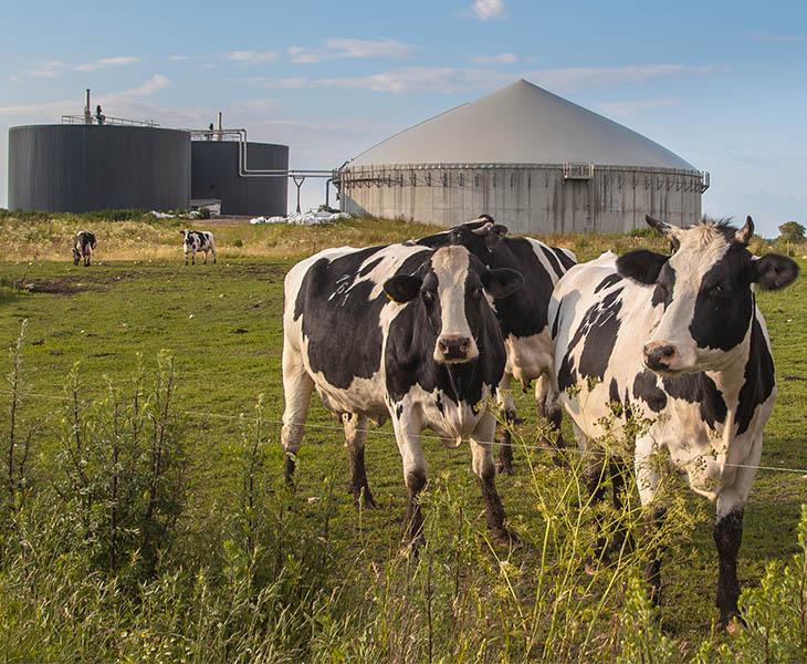 [Resized] Cows at Biomethane Plant