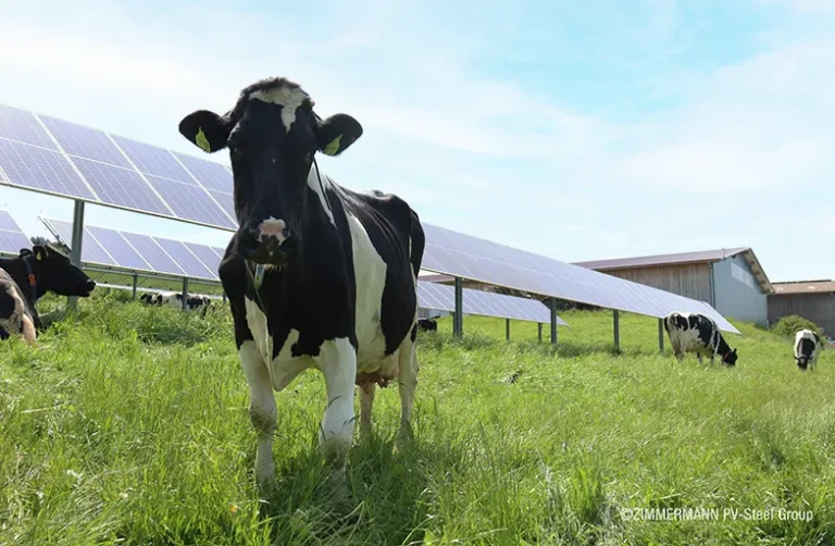Cow-PV: Nestlé Biessenhofen przedstawia innowacyjny sposób wykorzystania energii słonecznej na farmach