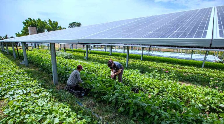 farna słoneczna dla rolników źródło dochodu energia słońca rolnictwo