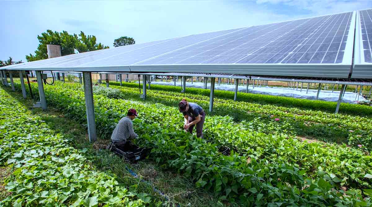 farna słoneczna dla rolników źródło dochodu energia słońca rolnictwo